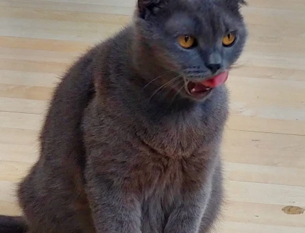 Scottish Fold 1 Yaşında Eş Arıyor - 118981879