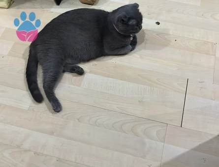 Scottish Fold 1 Yaşında Eş Arıyor