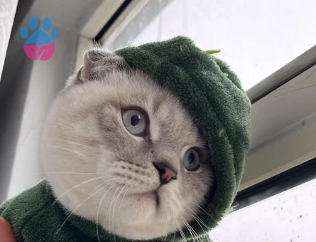 Scottish Fold Kızgınlıkta Erkek