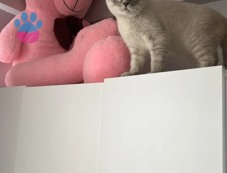 Scottish Fold Kızgınlıkta Erkek