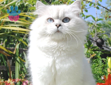 British Longhair 10 aylık kızımıza eş arıyoruz