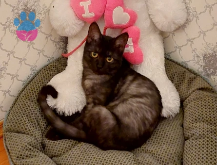 British Shorthair Bihter Eş Arıyor