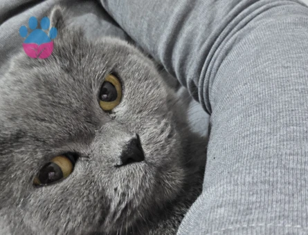 British Shorthair 4 Yaşında Eş Arıyor