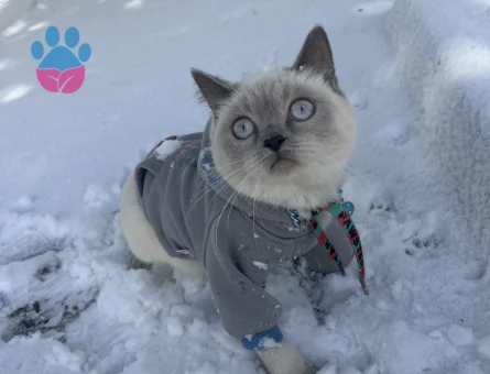 Dişi 1 yaşında kedime eş arıyorum