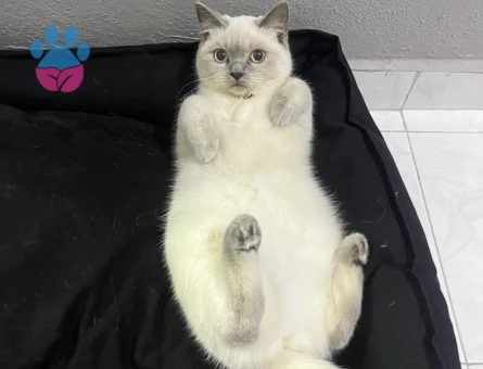 Dişi 1 yaşında kedime eş arıyorum