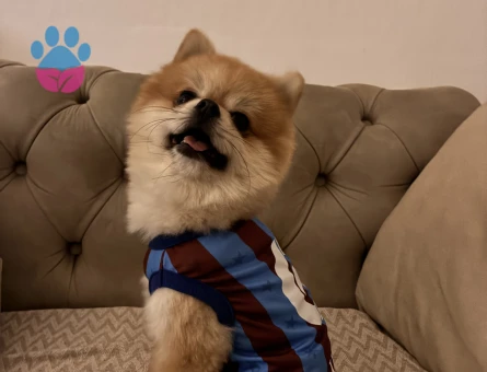 Dişi pomerian arıyoruz