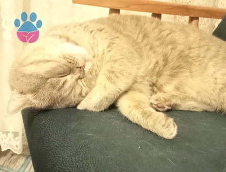British Shorthair 4 Yaşında Kedime Eş Arıyorum
