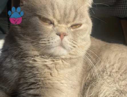 British Shorthair 4 Yaşında Kedime Eş Arıyorum