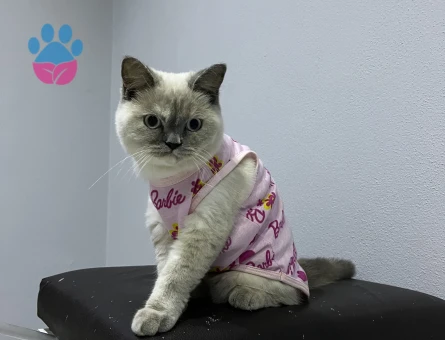 British blue Point 1 Yaşında Eş Arıyoruz