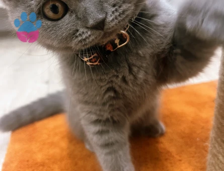 British Shorthair Dişi Kedim Kızgınlıkta