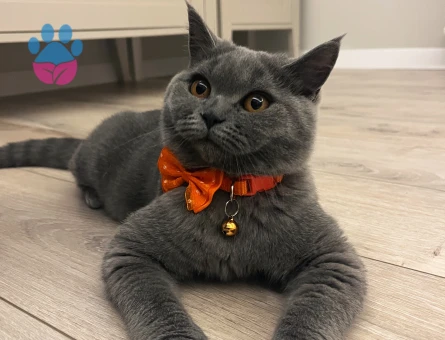 British Shorthair Dişi Kedim Kızgınlıkta