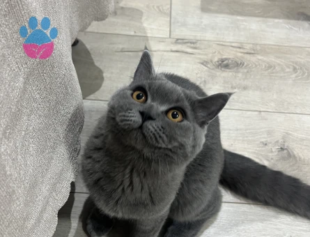 British Shorthair Dişi Kedim Kızgınlıkta