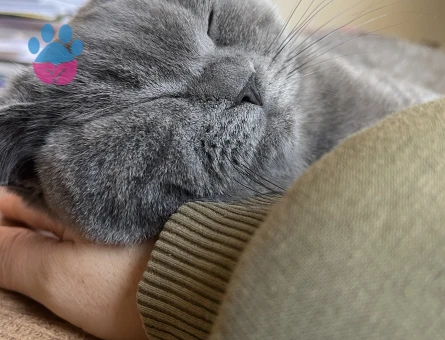 British Shorthair Dişi Kedim Kızgınlıkta