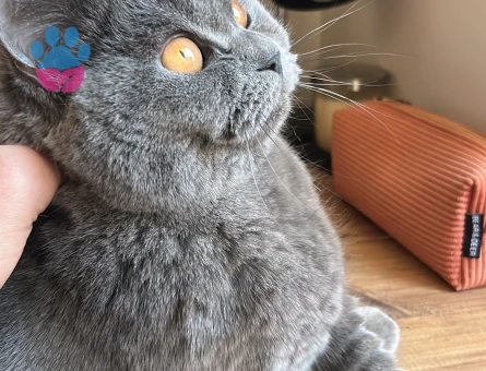 British Shorthair Dişi Kedim Kızgınlıkta