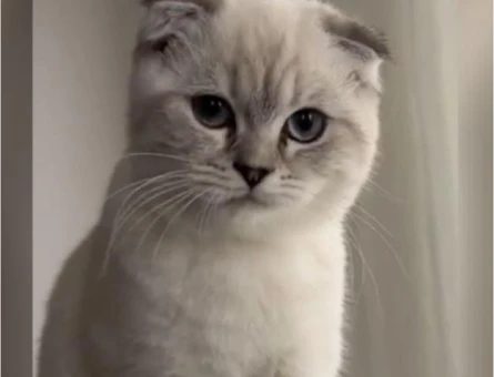 Scottish Fold 1 Yaşında Kedim Eş Arıyor - 118962729