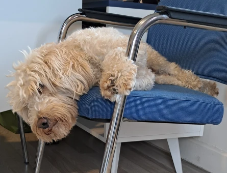 Toy Poodle 1  Yaşında Köpeğim Eş Arıyor - 118962790