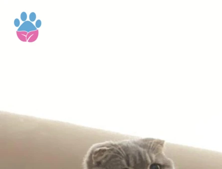 Scottish Shorthair Silver Kedim Eş Arıyor