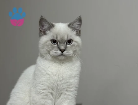 Safkan British Shorthair Silver Kedim Eş Arıyor