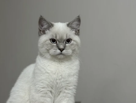 Safkan British Shorthair Silver Kedim Eş Arıyor - 118962799