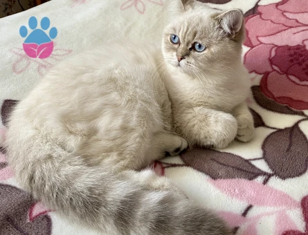 British Shorthair Kedim Eş Arıyor