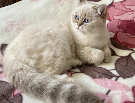 British Shorthair Kedim Eş Arıyor - 118962801