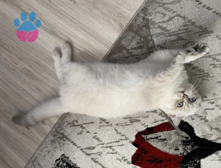 British Shorthair Kedim Eş Arıyor