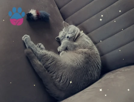 British Shorthair 1 Yaşında Eş Arıyor