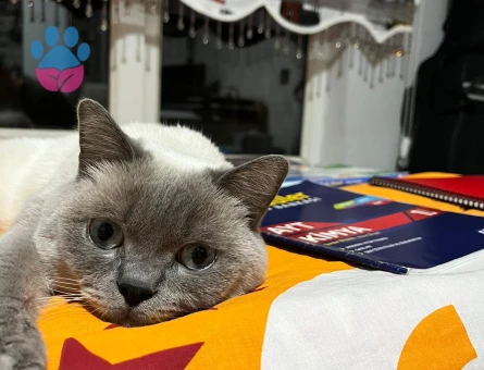 British Shorthair Oğlum Eş Arıyorum