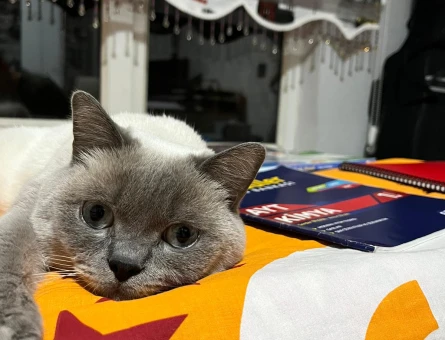 British Shorthair Oğlum Eş Arıyorum - 118962841