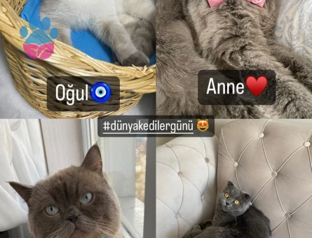 Scottish Fold Bluepoint Oğlum Eş Arıyor