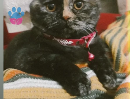 Kızım Scottish Fold Eş Arıyorum