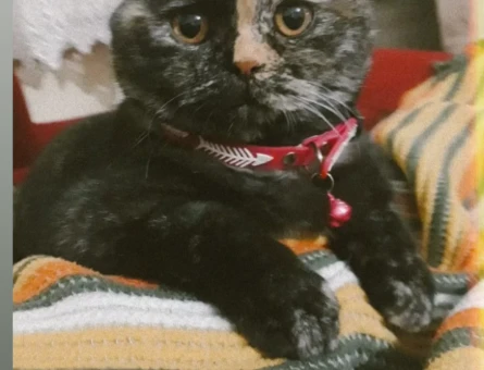 Kızım Scottish Fold Eş Arıyorum - 118962842