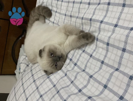 Scottish Fold Bluepoint Oğlum Eş Arıyor