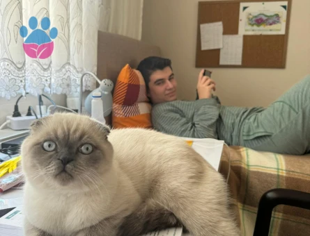 Scottish Fold Bluepoint Oğlum Eş Arıyor