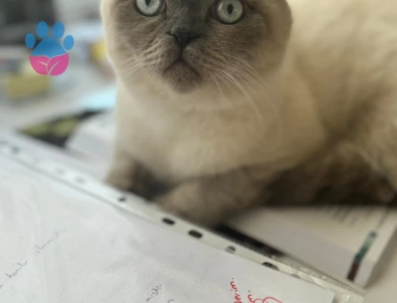Scottish Fold Bluepoint Oğlum Eş Arıyor