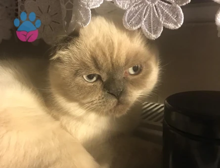 Scottish Fold Bluepoint Oğlum Eş Arıyor