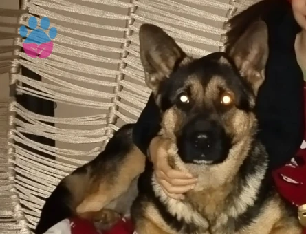 Alman Kurdu Dişi Köpeğime Eş Arıyorum