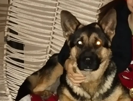 Alman Kurdu Dişi Köpeğime Eş Arıyorum - 118962861