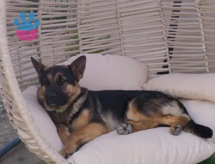 Alman Kurdu Dişi Köpeğime Eş Arıyorum