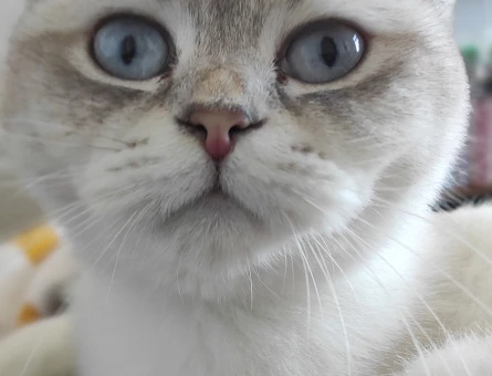 Scottish Fold Kızıma Eş Arıyorum 1 Yaşında - 118962862