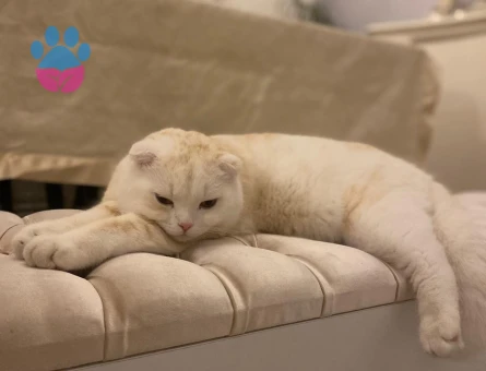 Scottish Fold Oğlum Eş Arıyor 1,5 Yaşında