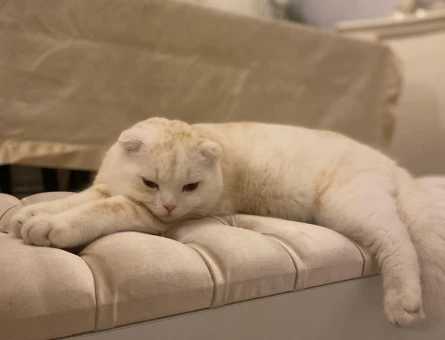 Scottish Fold Oğlum Eş Arıyor 1,5 Yaşında - 118962865