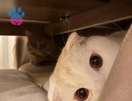 Scottish Fold Oğlum Eş Arıyor 1,5 Yaşında