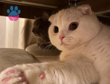 Scottish Fold Oğlum Eş Arıyor 1,5 Yaşında