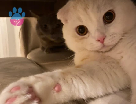 Scottish Fold Oğlum Eş Arıyor 1,5 Yaşında