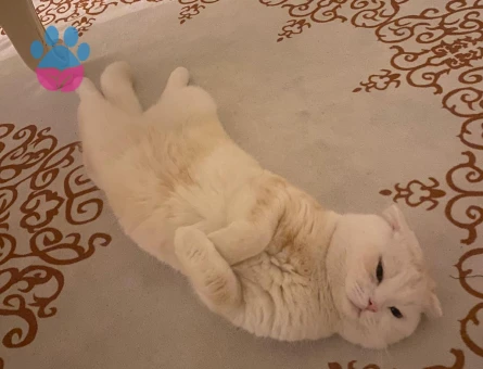 Scottish Fold Oğlum Eş Arıyor 1,5 Yaşında