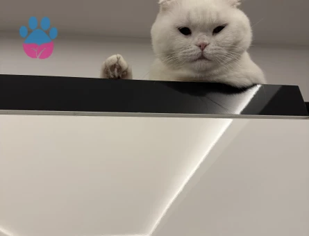 Scottish Oğluma Eş Arıyorum 2 Yaşında