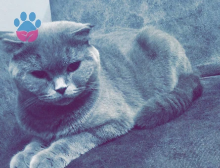 2 Yaşındaki Şila'mıza Damat adayı arıyoruz