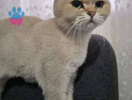 Golden  brithiş kedi dişi