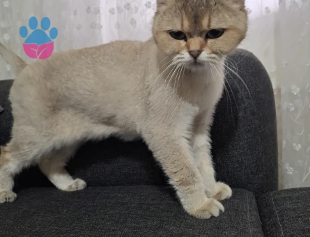 Golden  brithiş kedi dişi
